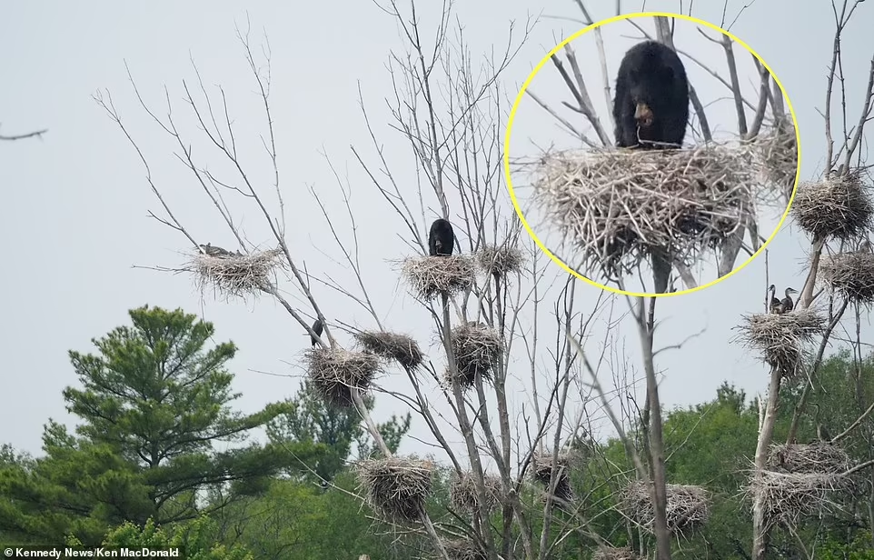 You are currently viewing Black Bear Turns Bald Eagle Nest Into a Cozy Bed — Drawn by the “Smelly” Scent of Leftover Fish