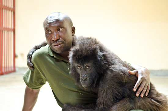 You are currently viewing Orphaned Gorilla’s Last Hug: How Love and Rescue Shaped Ndakasi’s Short, Beautiful Life