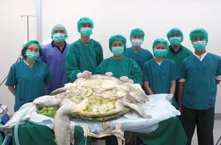 You are currently viewing Wildlife Alert: “Piggy Bank” the Turtle Pays the Price for Human Superstition