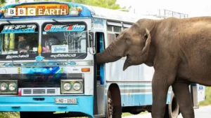 Read more about the article Meet Raja the “Tax Collector”: The Famous Elephant Who Stops Cars for Snacks
