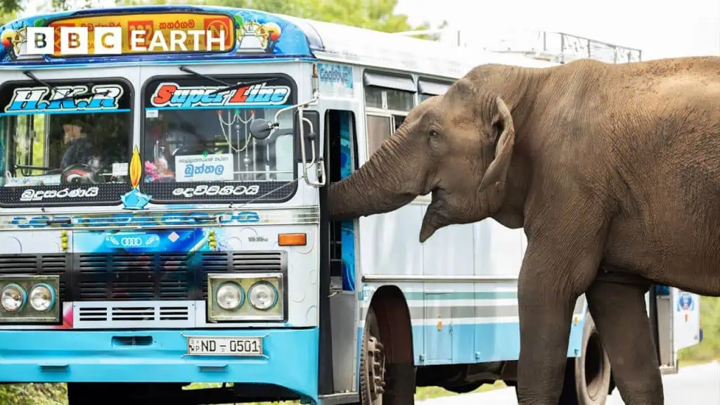 You are currently viewing Meet Raja the “Tax Collector”: The Famous Elephant Who Stops Cars for Snacks