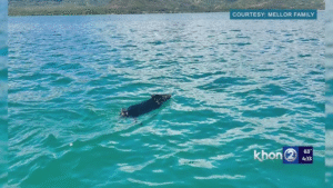 Read more about the article Animals of the Sea: Family Rescues “Miracle” Pig Found Swimming Two Miles Offshore in Hawaii