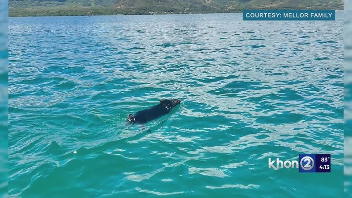 You are currently viewing Animals of the Sea: Family Rescues “Miracle” Pig Found Swimming Two Miles Offshore in Hawaii