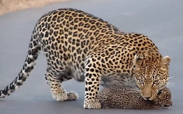 You are currently viewing Wildlife Wonder: Mother Leopard Helps Her Cubs Cross the Road in South Africa