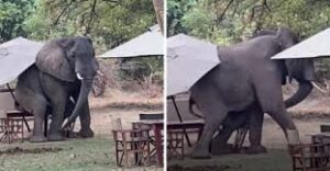 Read more about the article Hilarious Viral Video: Elephant Sits at Café Table to ‘Order Coffee’