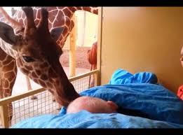 You are currently viewing A Giraffe’s Last Goodbye: The Touching Viral Moment That Stunned the World