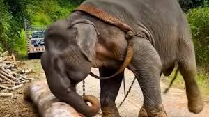 Read more about the article 55 Years in Chains: Tiny’s Incredible Journey to Elephant Freedom