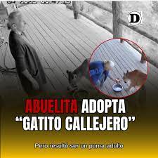 Read more about the article Grandma Feeds Cougar Believing It Was Just a Stray Cat