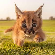Read more about the article The Caracal: The Desert’s Secret Acrobat