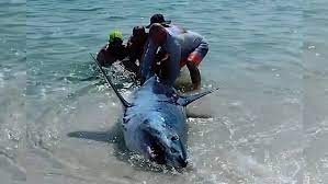 Read more about the article Rescue at Sea: Dramatic Moment Massive Shark Saved by Beachgoers on Florida Shore