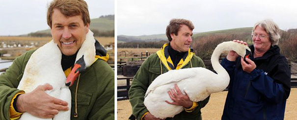 You are currently viewing Injured Swan Hugs Her Rescuer, Showing Rare Affection in the Wild