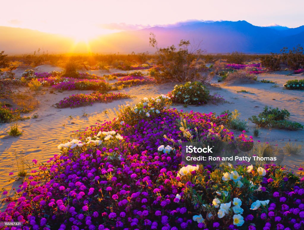 You are currently viewing When the Desert Turns to Gold: The Magical Wildflower Super Bloom of Anza-Borrego