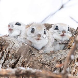 Read more about the article Japan’s Flying Squirrels Are the Cutest Animals You’ll Ever See