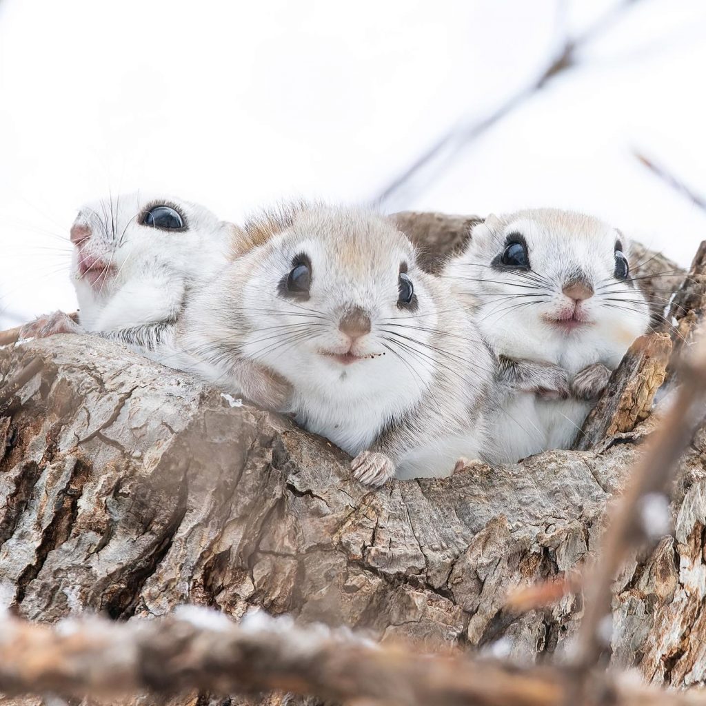 You are currently viewing Japan’s Flying Squirrels Are the Cutest Animals You’ll Ever See