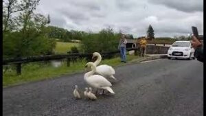 Read more about the article The Swan Shepherd: How One Man Led a Thirsty Family to Safety