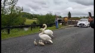 You are currently viewing The Swan Shepherd: How One Man Led a Thirsty Family to Safety