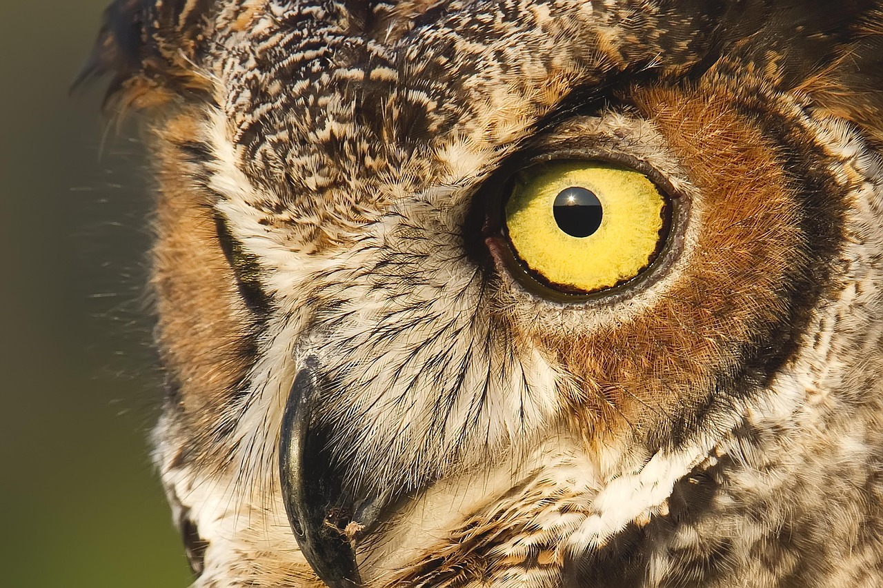 Read more about the article Great Horned Owl in the American West — Where, When, and Why to Look