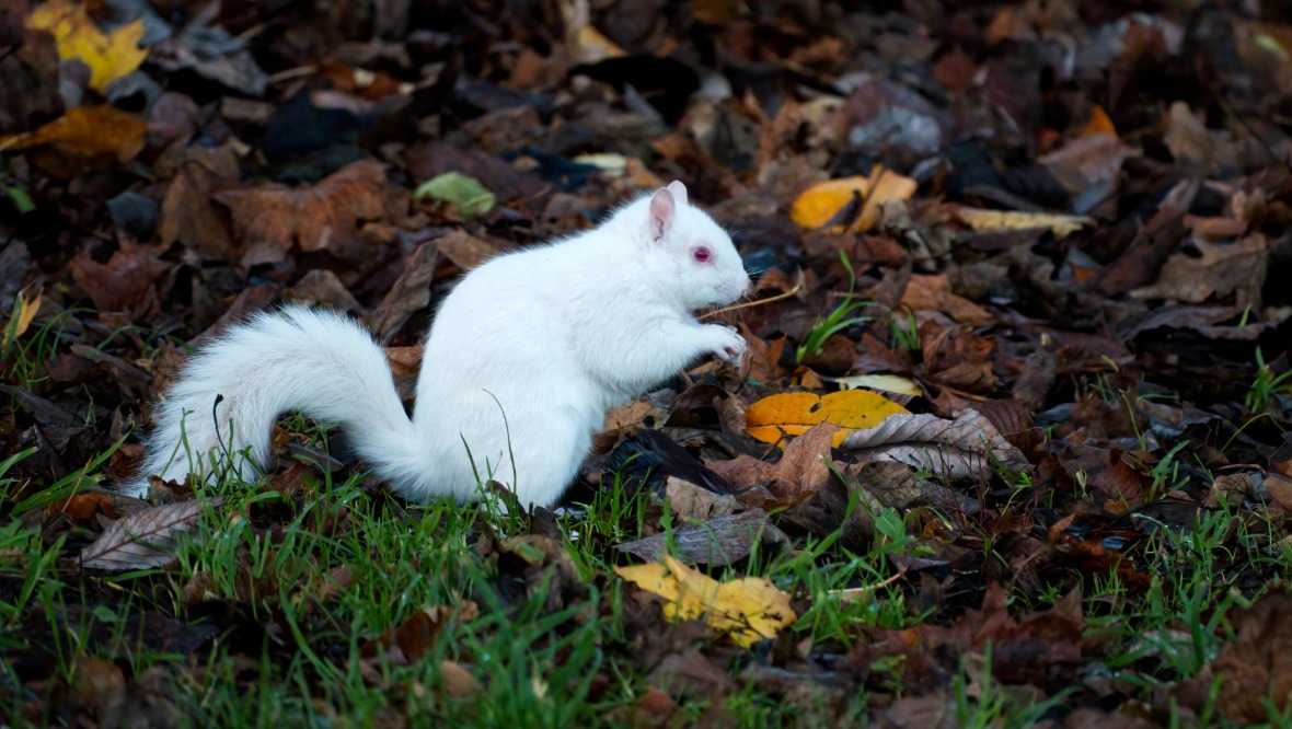 Richard Waugh via SWNS