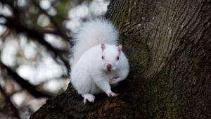 Read more about the article Rare Albino Squirrel Captured in Stunning Photos — A Magical Moment for Animals Lovers