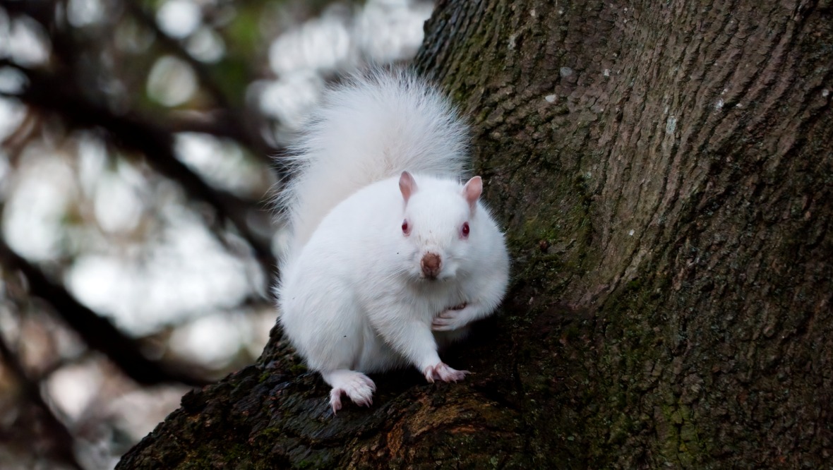 You are currently viewing Rare Albino Squirrel Captured in Stunning Photos — A Magical Moment for Animals Lovers