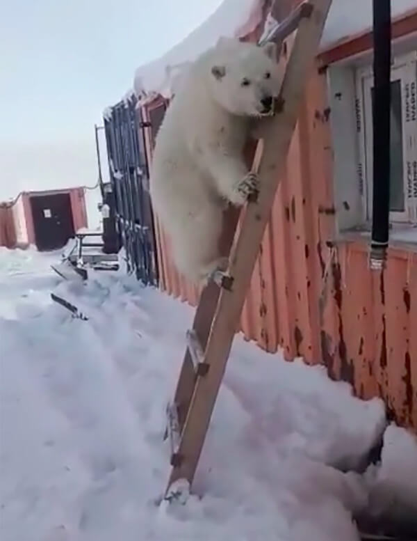 A friendly polar bear cub