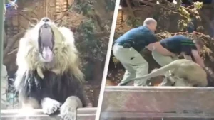 Read more about the article The Lioness Who Saved a Keeper: An Incredible Animal Story of Courage and Life
