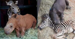 Read more about the article Orphaned Zebra and Baby Rhino Become Each Other’s Family at Wildlife Sanctuary