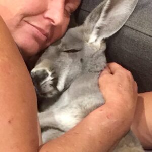 Read more about the article Kangaroo Becomes King of the Couch: How a Rescue Kangaroo Took Over a Family’s Living Room