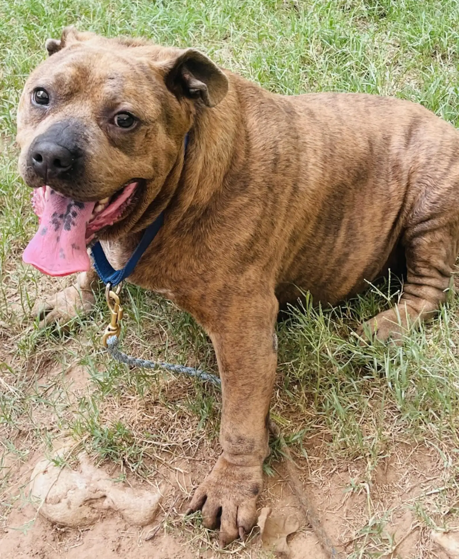 Austin Pets Alive!
