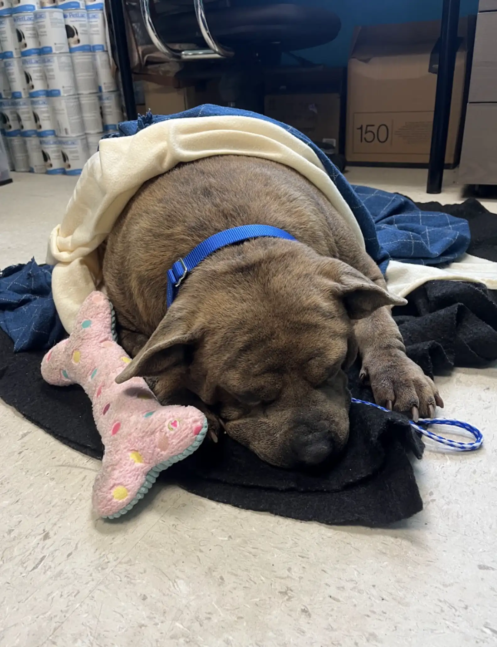 Austin Pets Alive!