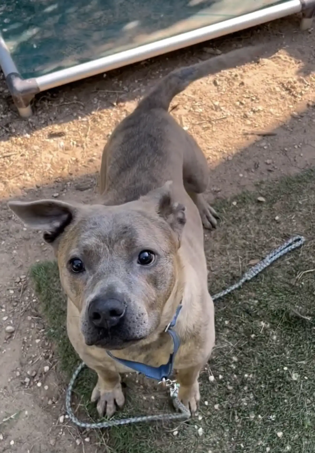 Austin Pets Alive!