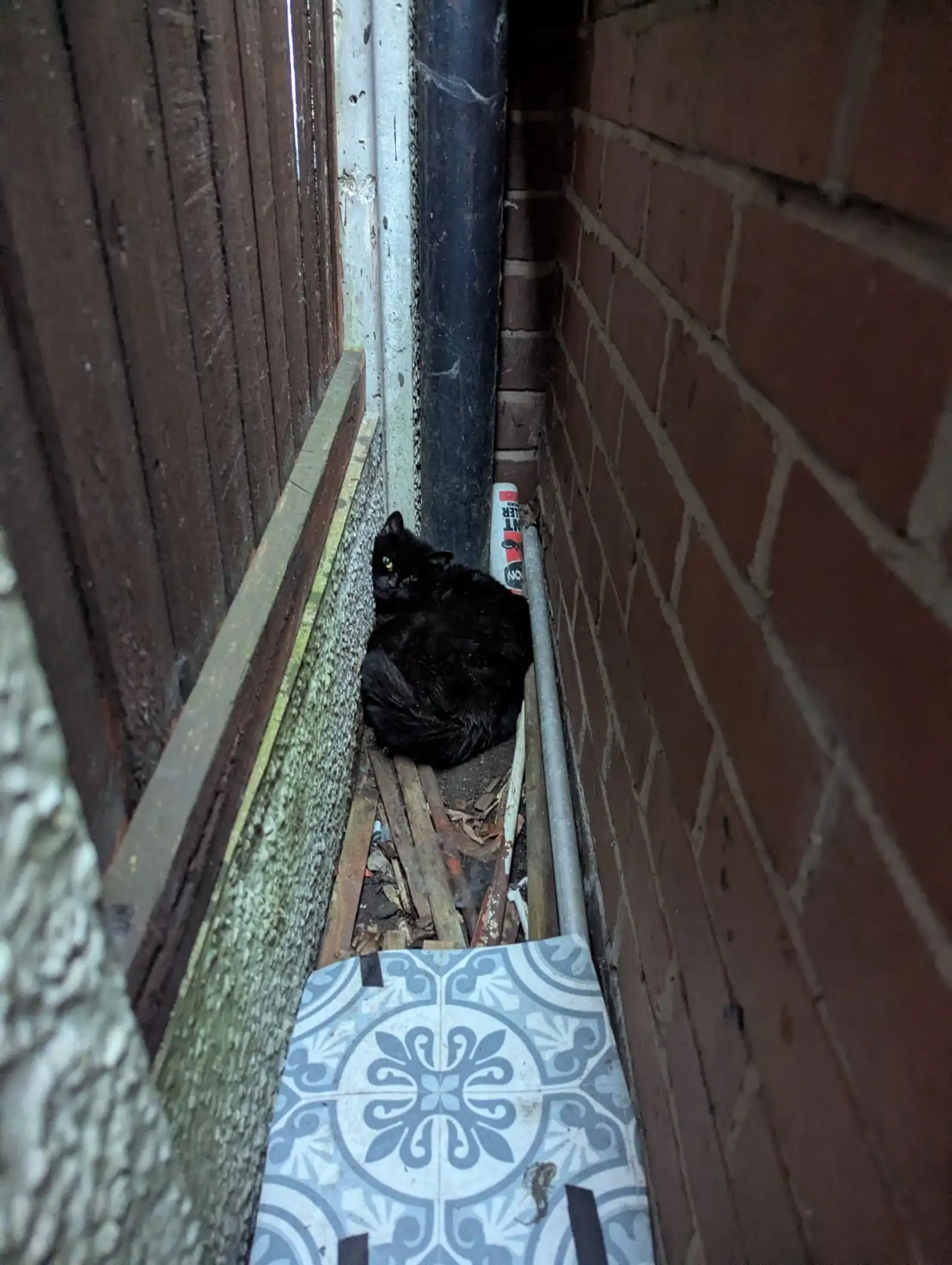 RSPCA