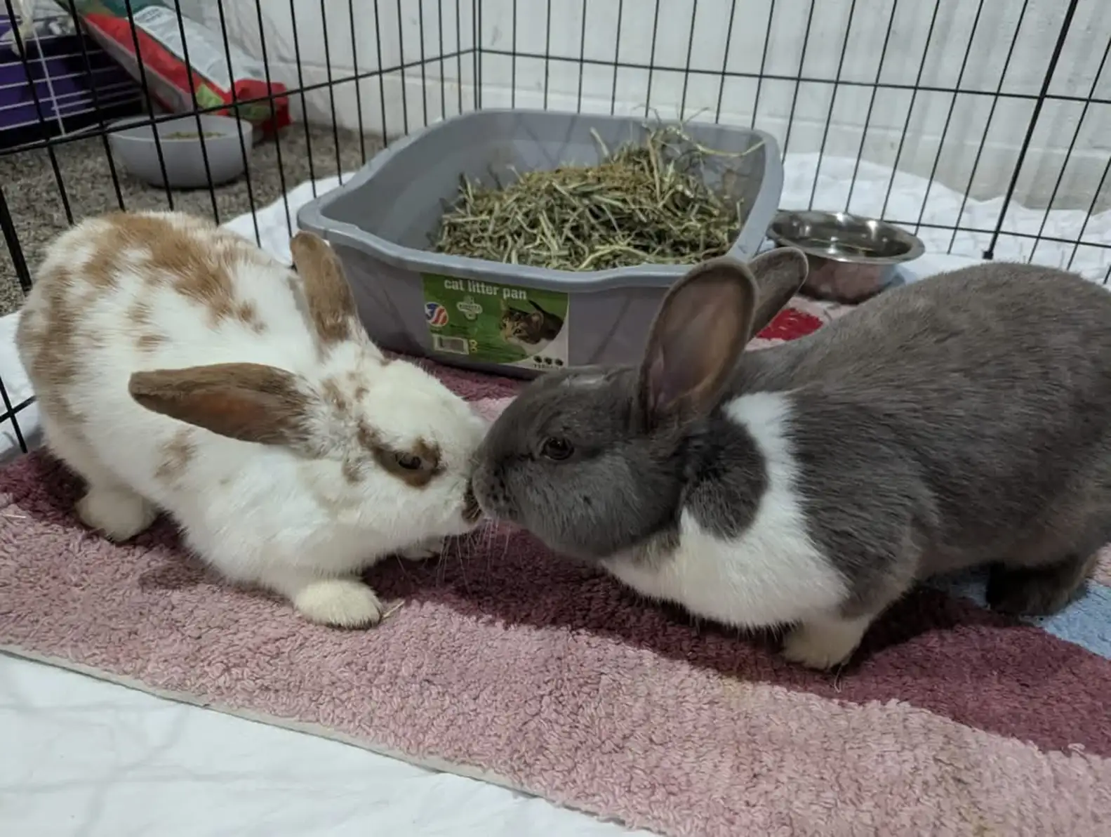 Snickerdoodles' Rabbit Rescue