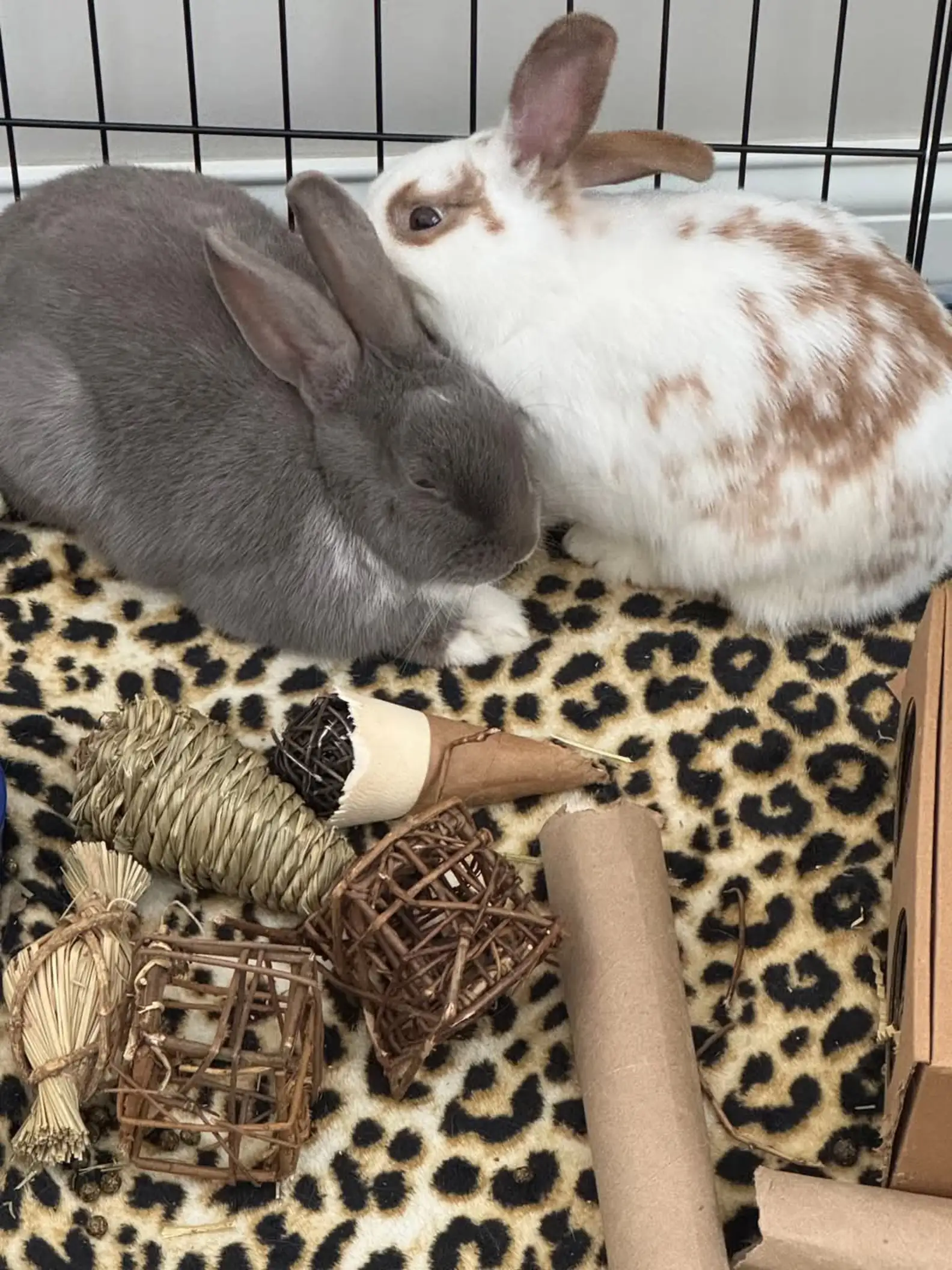Snickerdoodles' Rabbit Rescue