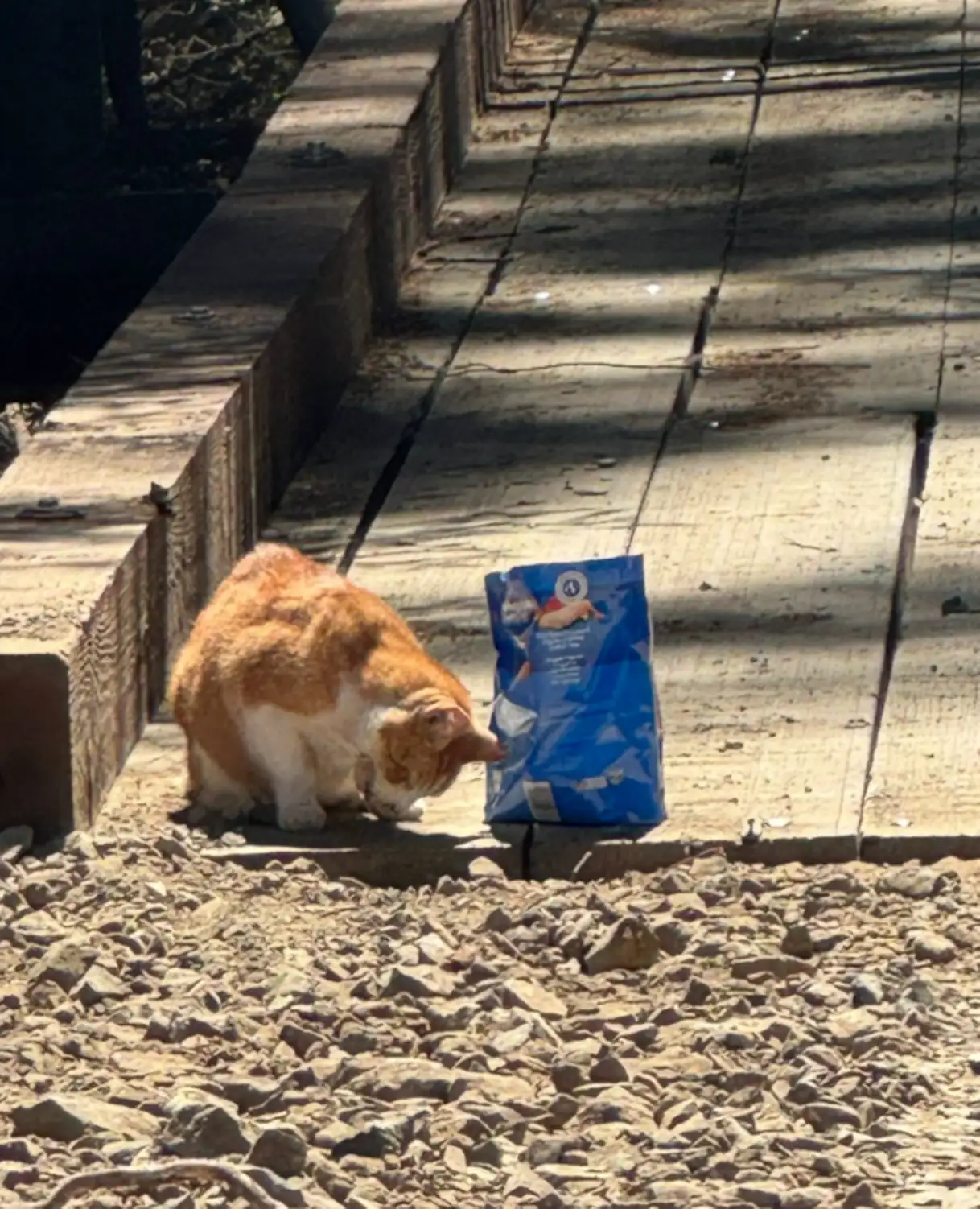 Felines of Philo