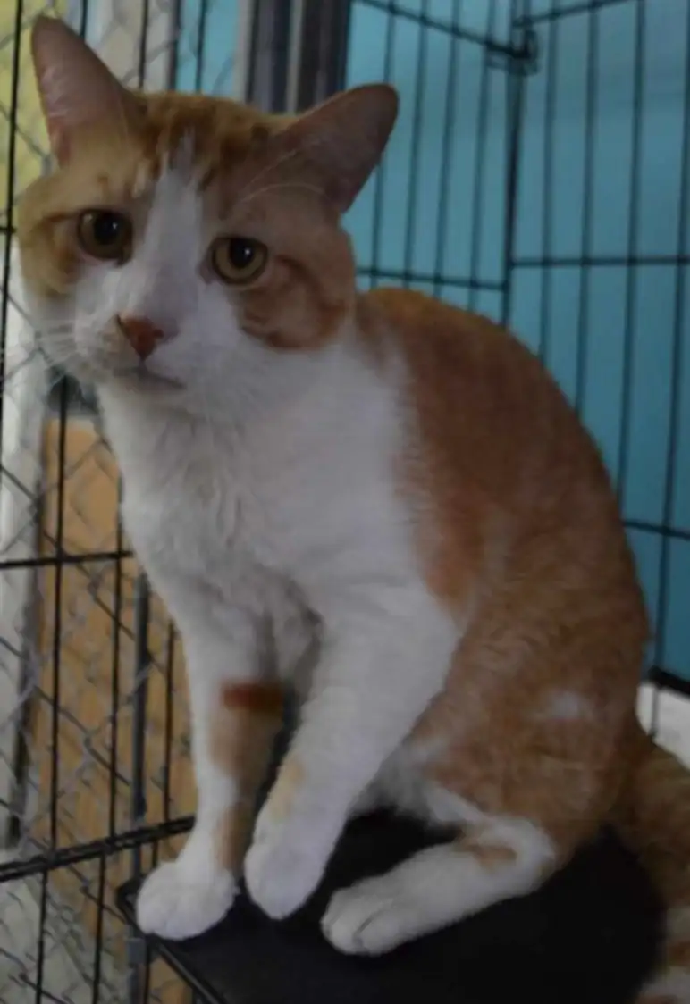 Heavenly Angels Animal Rescue