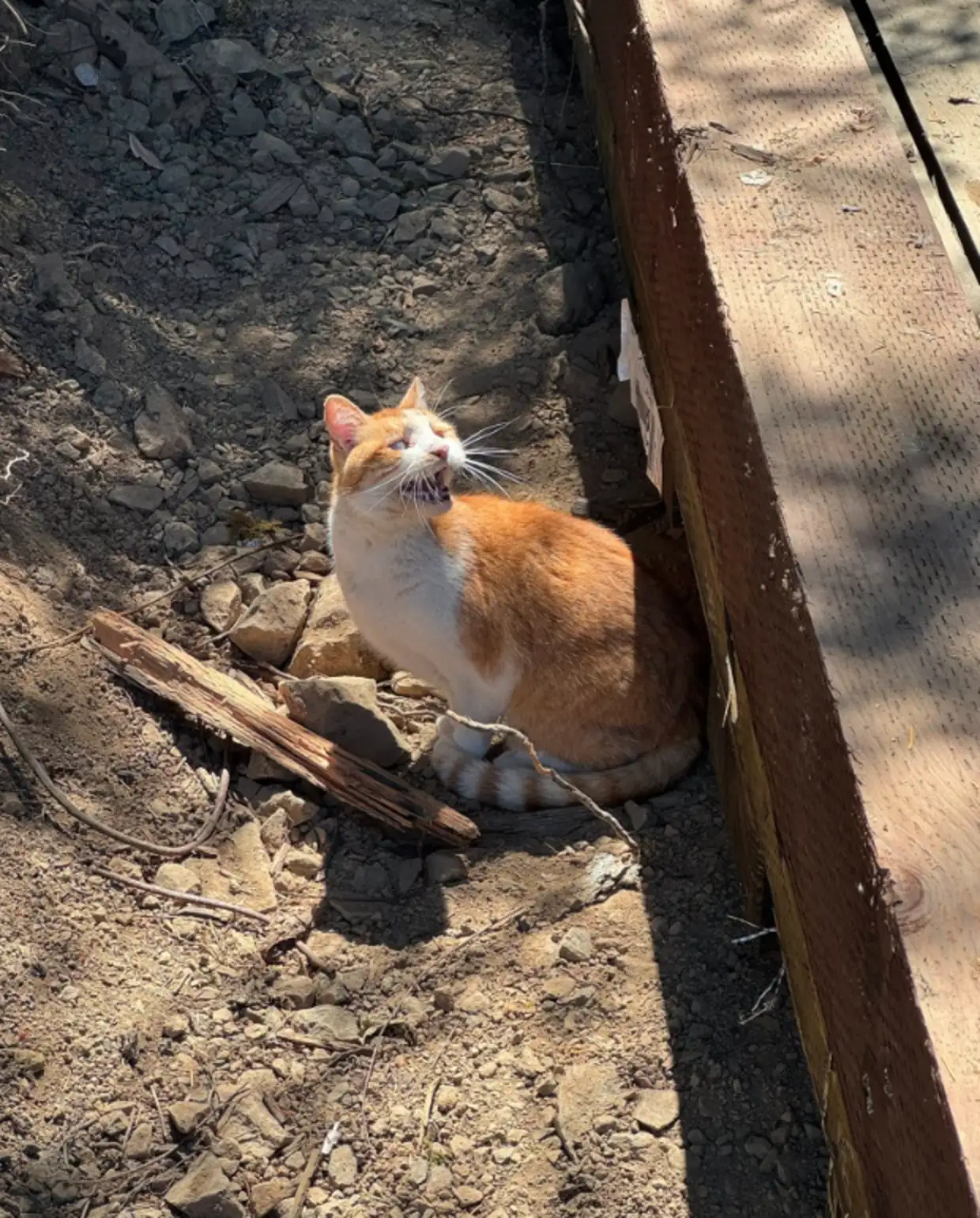 Felines of Philo