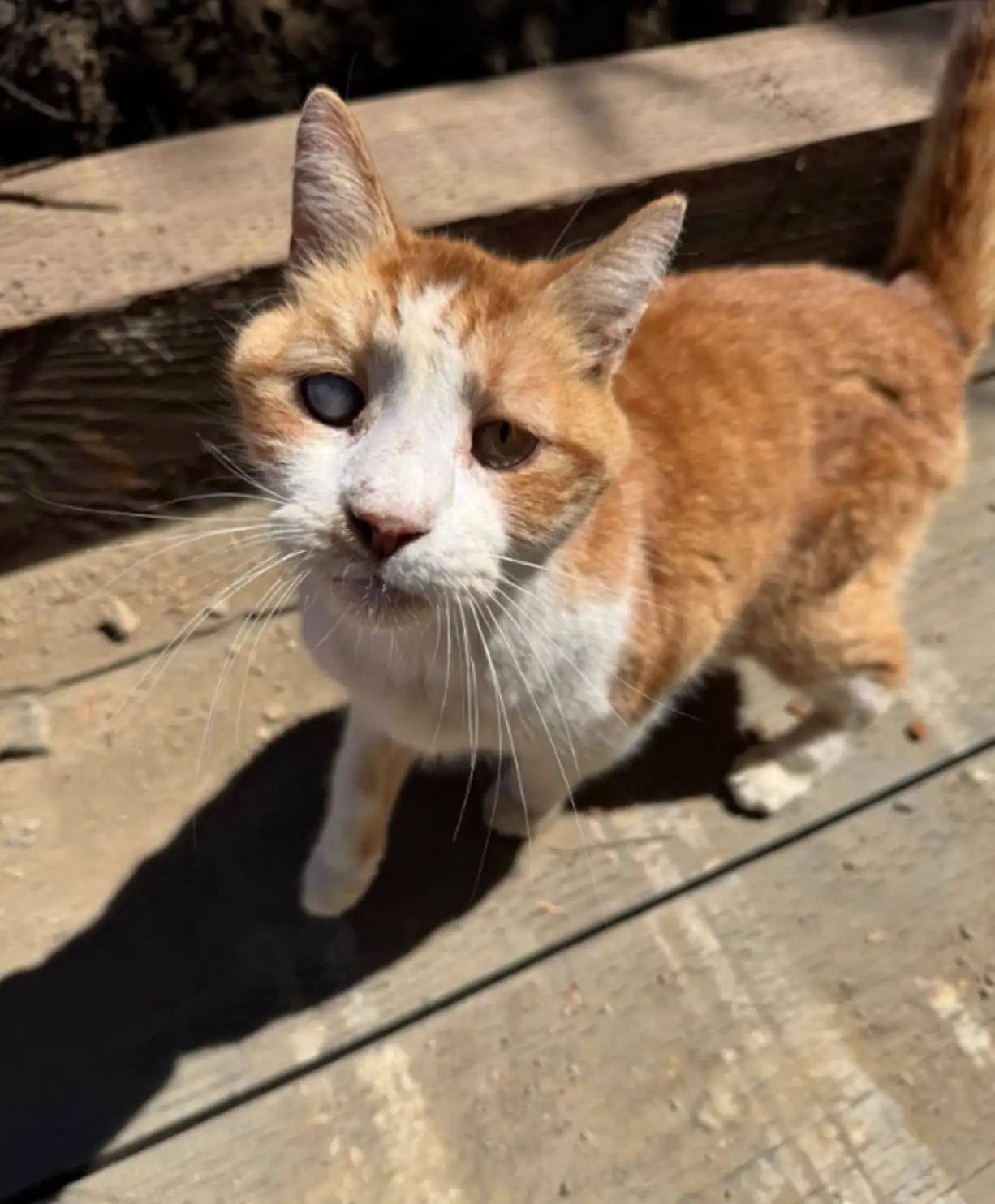Felines of Philo