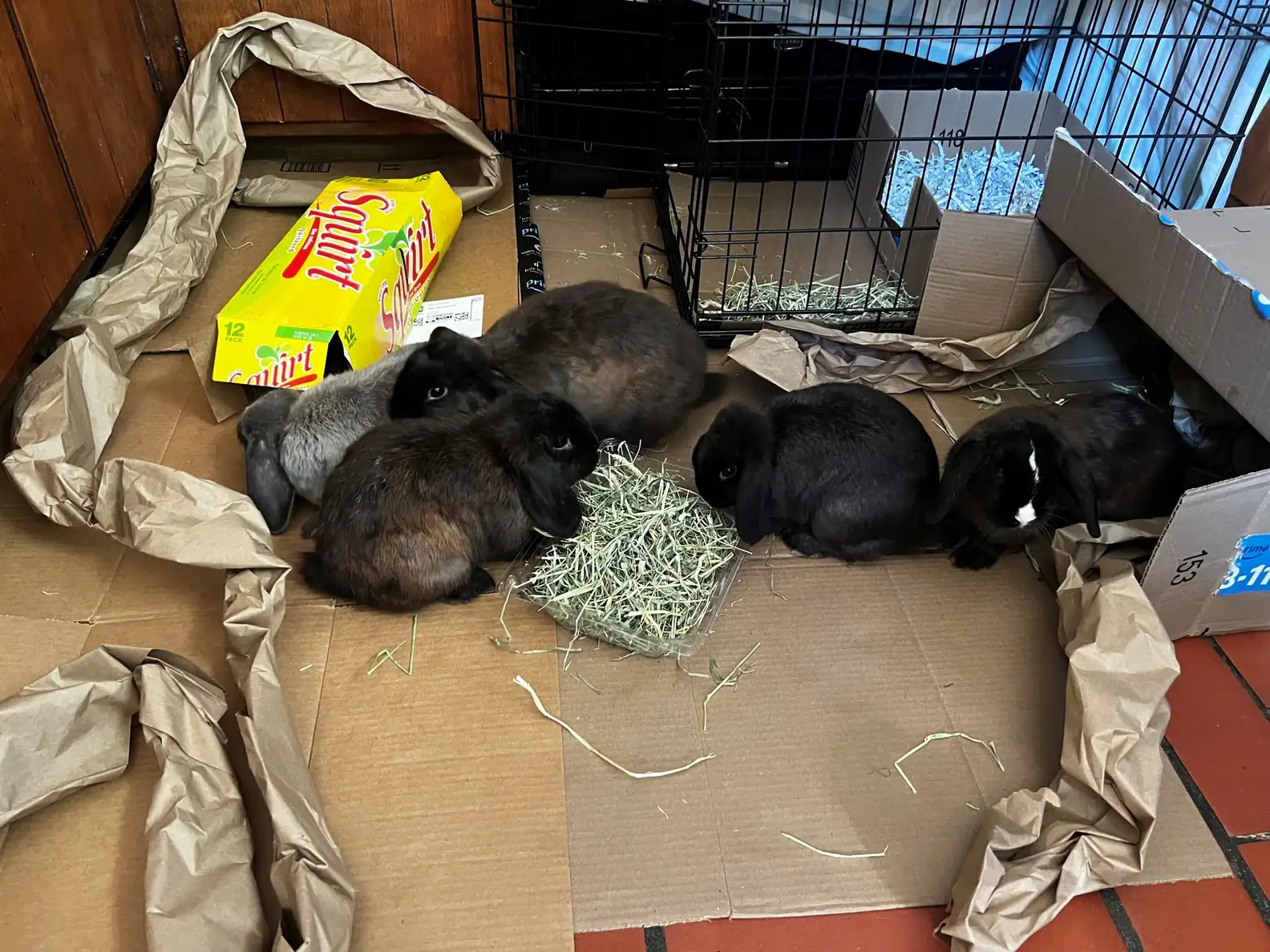 Facebook/The Rabbit Haven