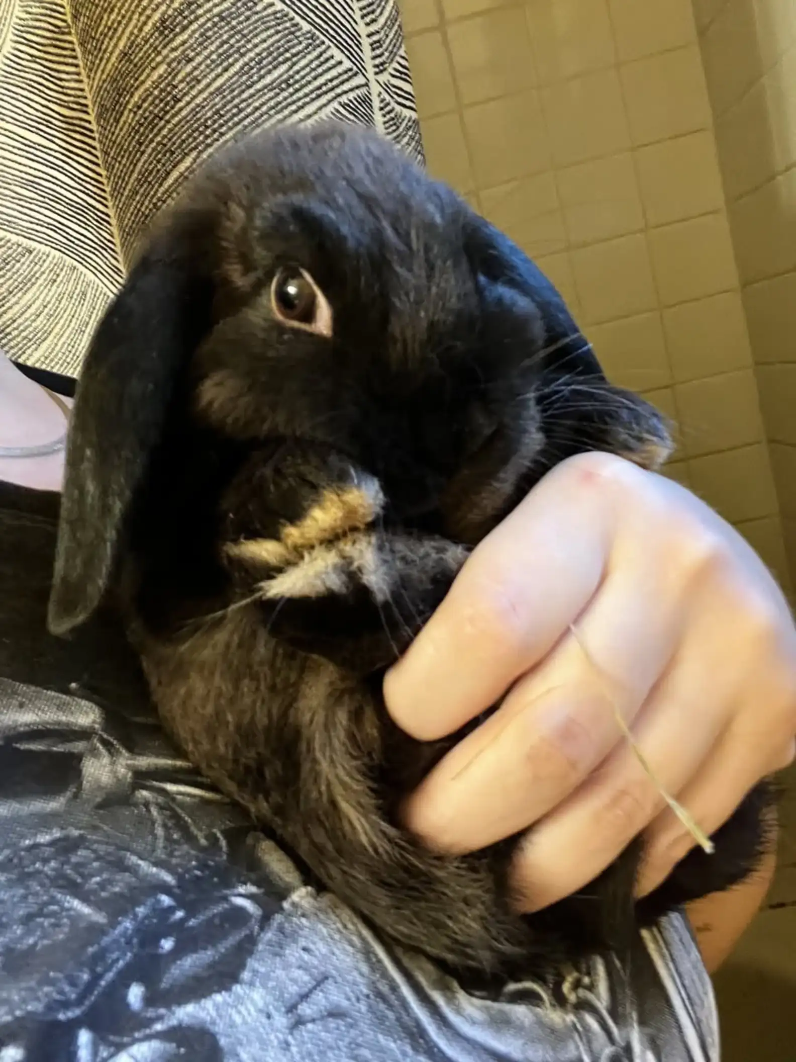 Facebook/The Rabbit Haven