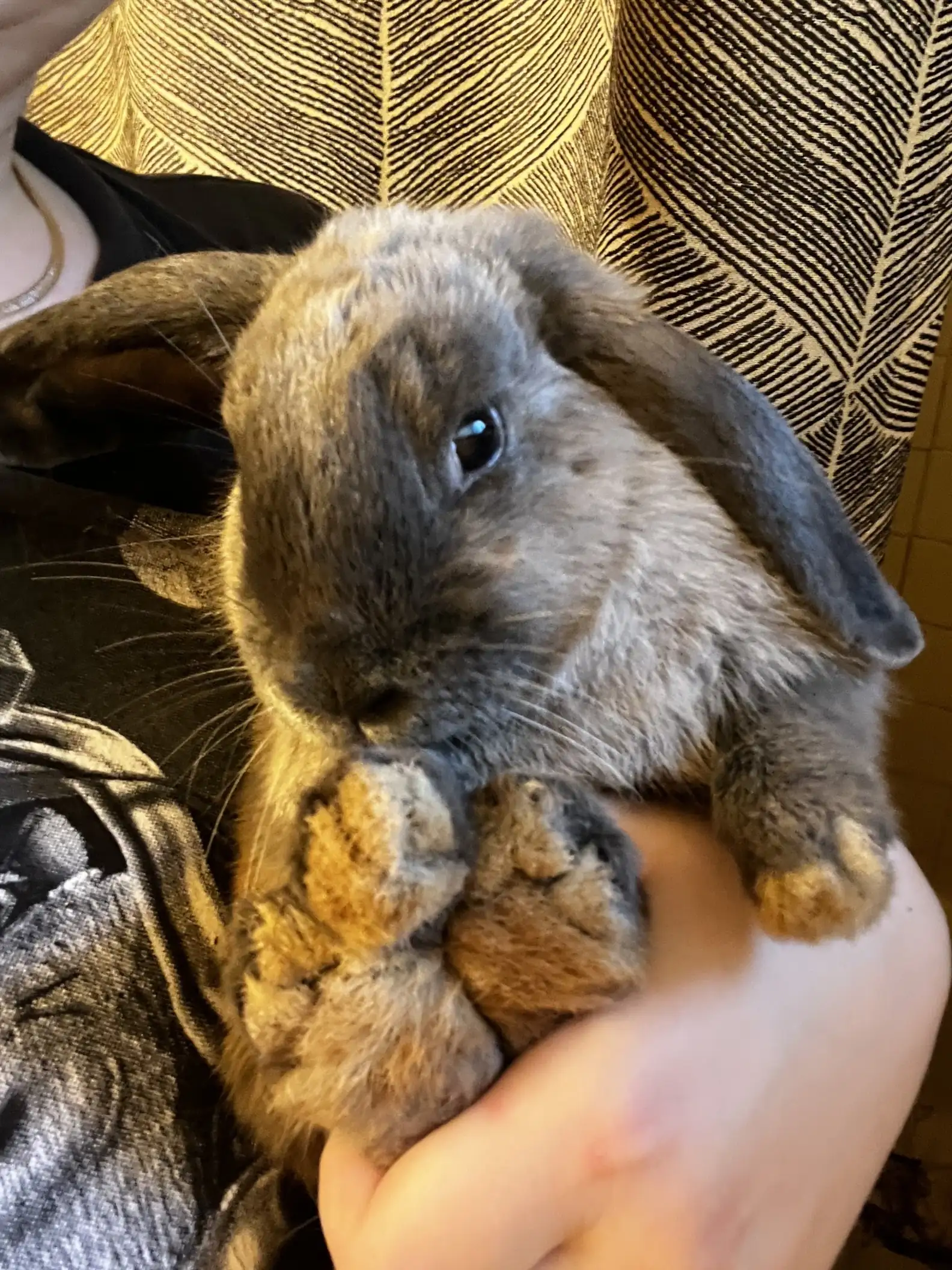 Facebook/The Rabbit Haven