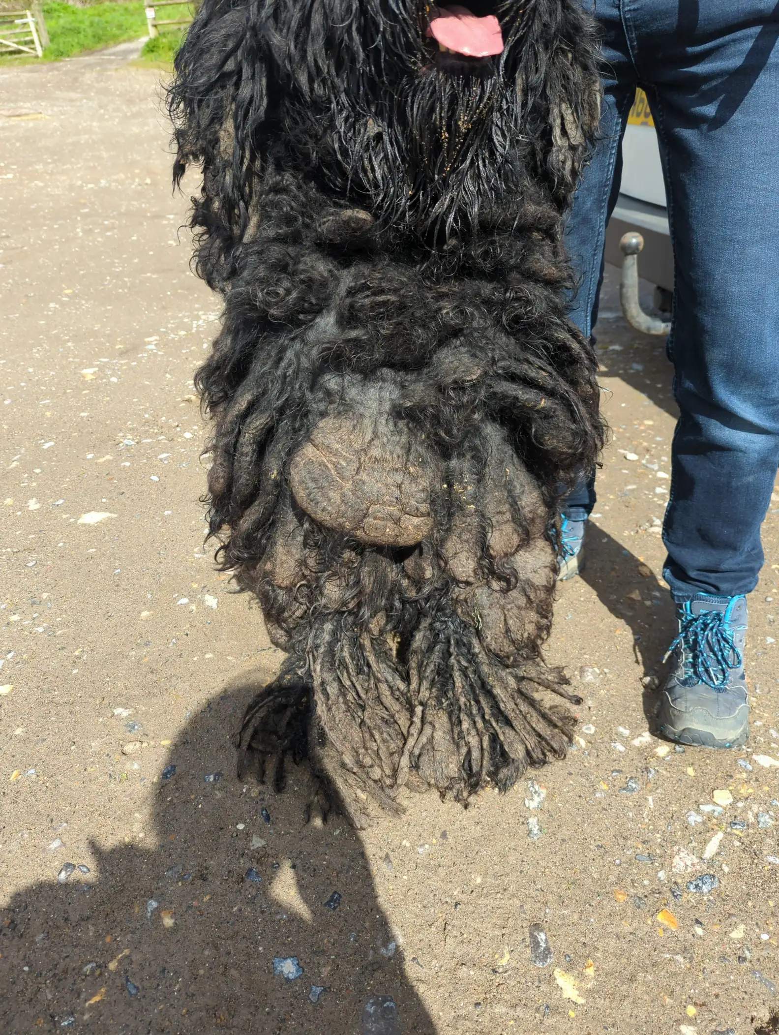 RSPCA