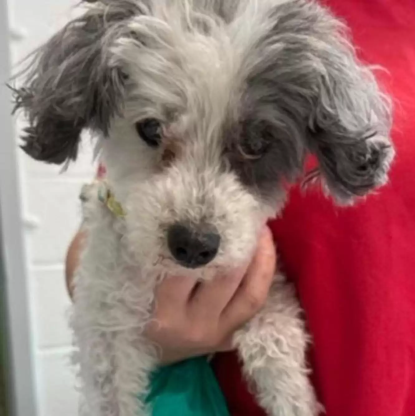 Miri's Haven Senior Dog Rescue