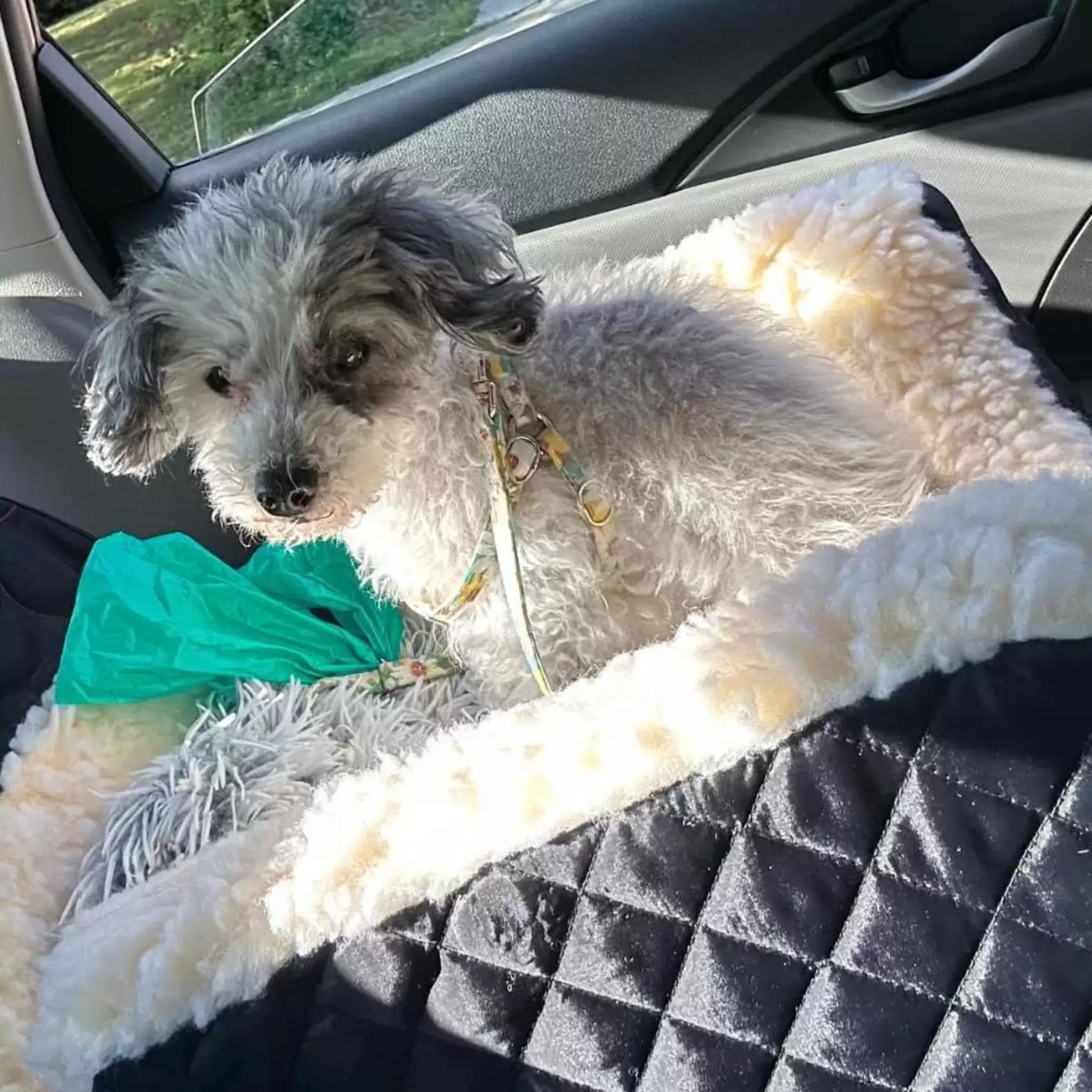 Miri's Haven Senior Dog Rescue
