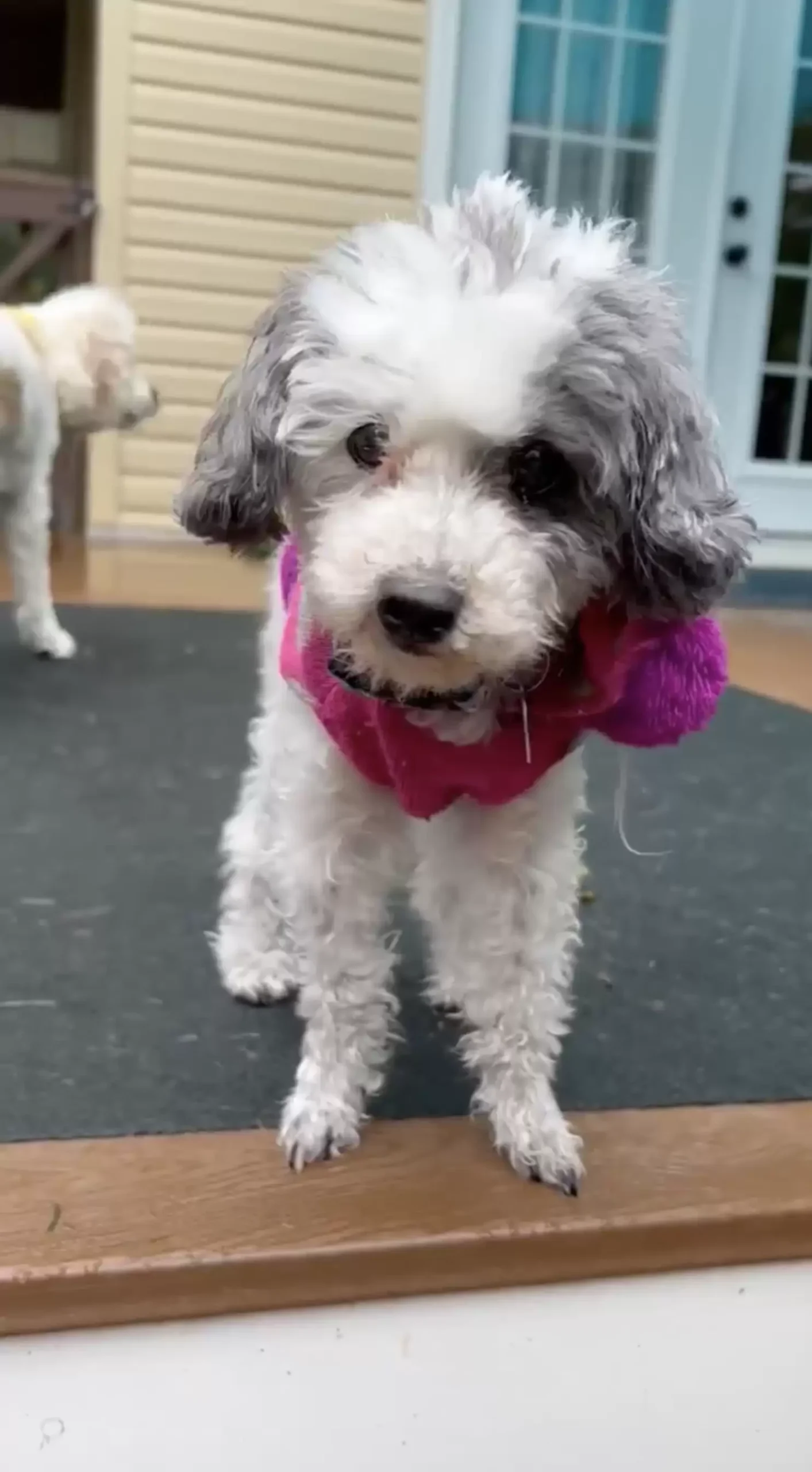 Miri's Haven Senior Dog Rescue
