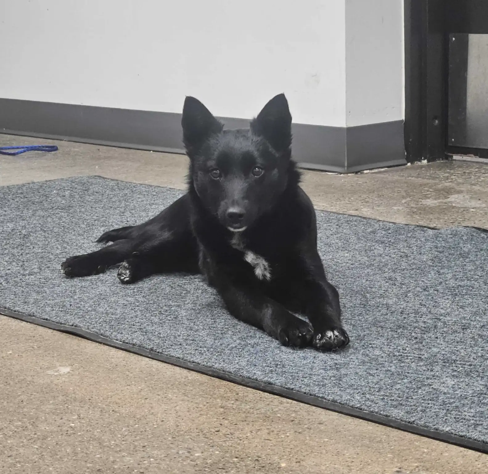 Shoppers Find A Dog Loose In Meijer Parking Lot — With A Heartbreaking Note Attached