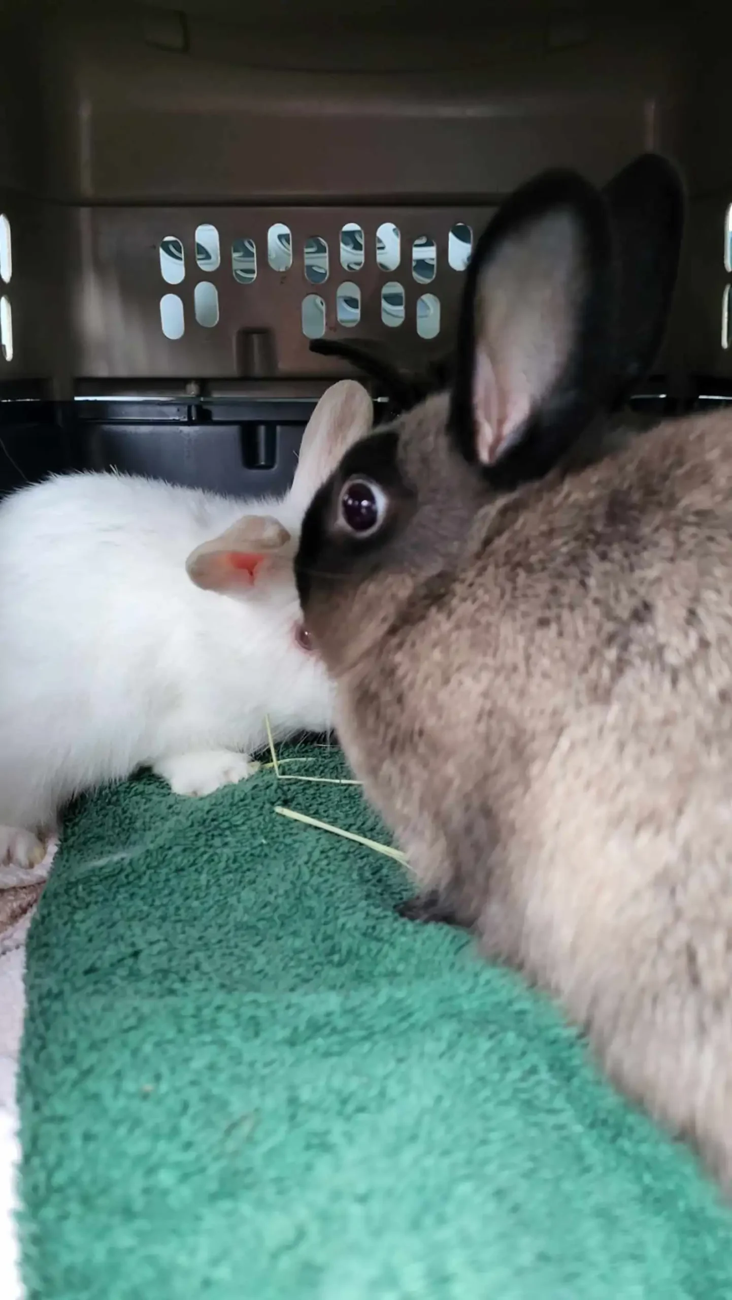 Pumpkin's Acres Rabbit Rescue