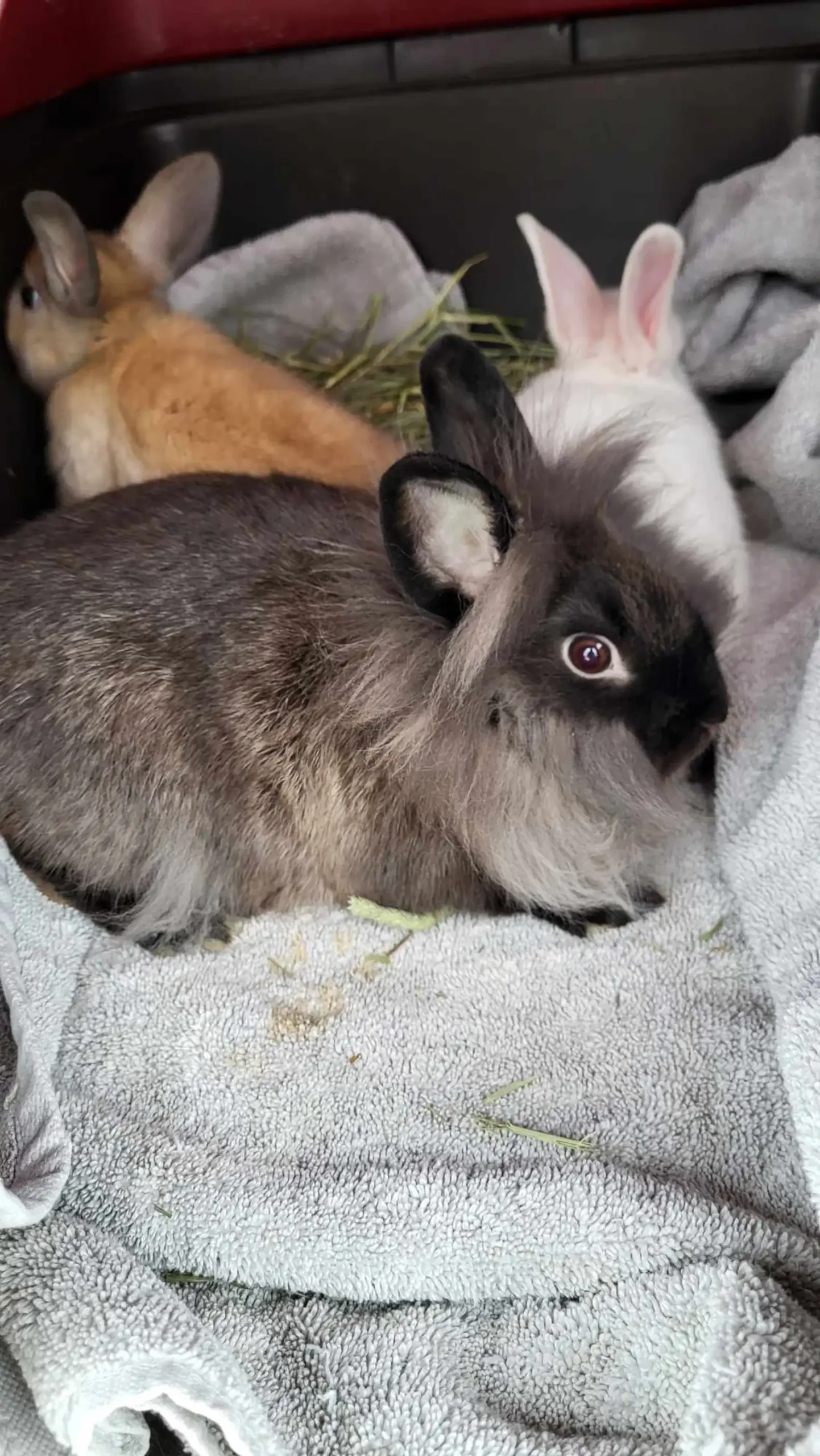 Pumpkin's Acres Rabbit Rescue