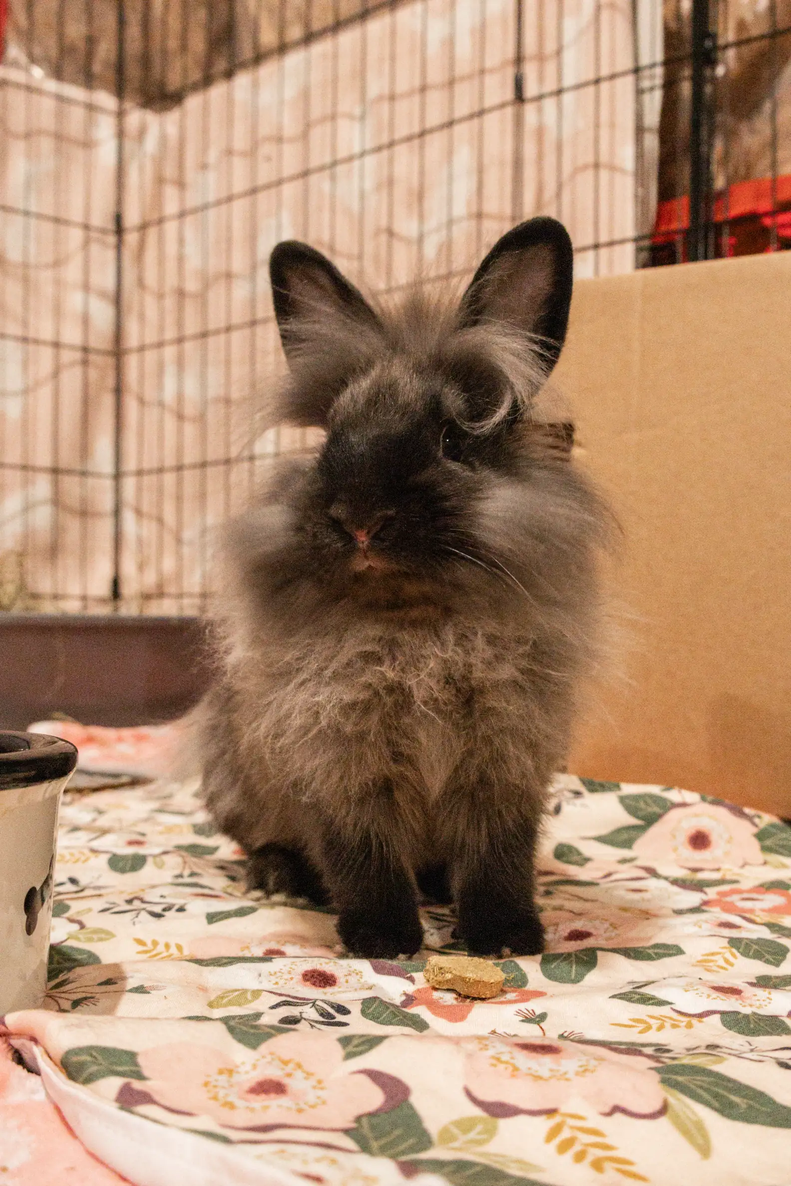 Pumpkin's Acres Rabbit Rescue