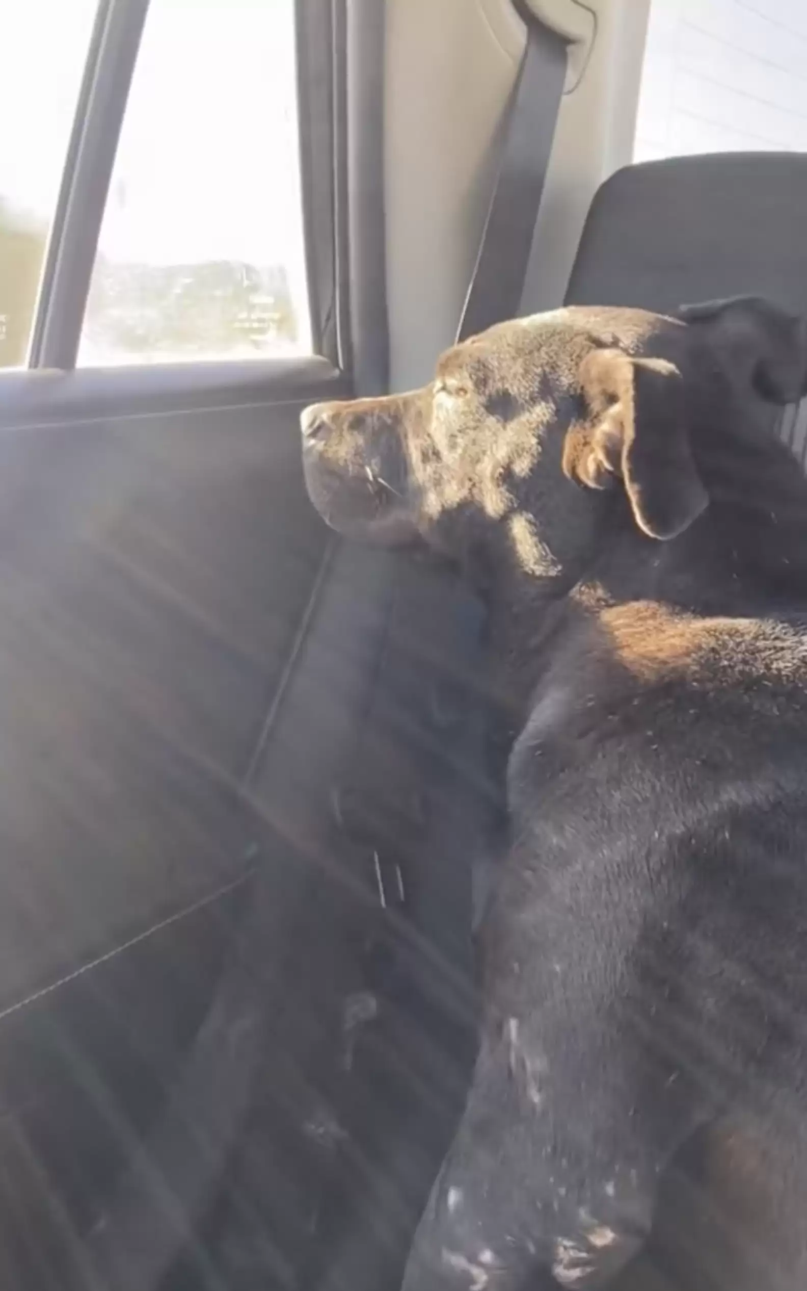 TikTok/gatorsnuggles